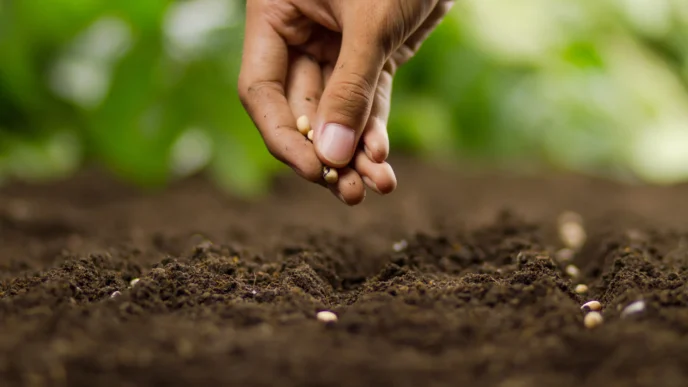 Tohum casusluğu: Yabancı ajanlar genetik verileri ele geçiriyor