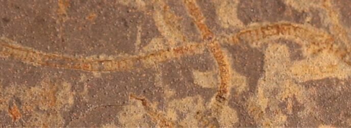 3,3 Milyar Yıllık Kayalarda Şaşırtıcı Yaşam İzleri: Fotosentez Çok Daha Erken Başlamış Olabilir