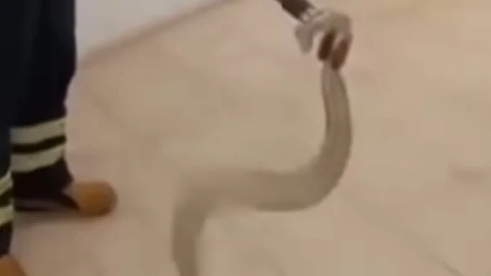 Adıyaman'da cami lavabosunda zehirli yılan paniği