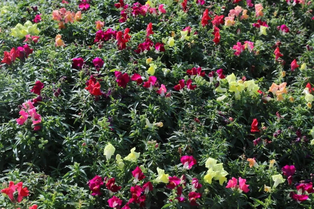 Antalya'da kışlık çiçeklerle rengarenk kent silüeti