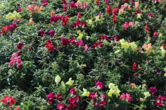 Antalya'da kışlık çiçeklerle rengarenk kent silüeti