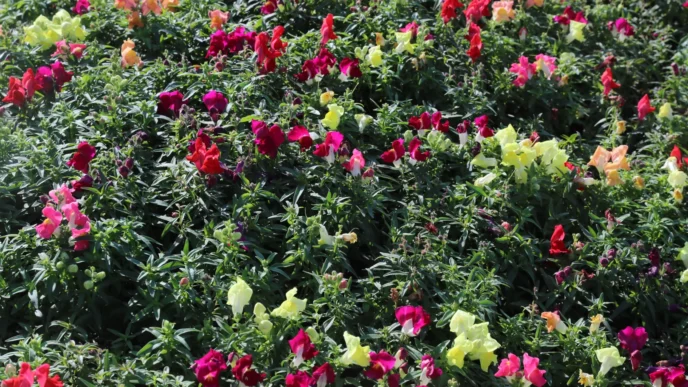 Antalya'da kışlık çiçeklerle rengarenk kent silüeti