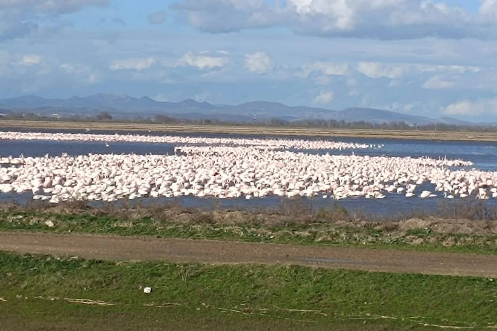 CHP’li Yazgan’dan TBMM'de Gala Gölü çağrısı!