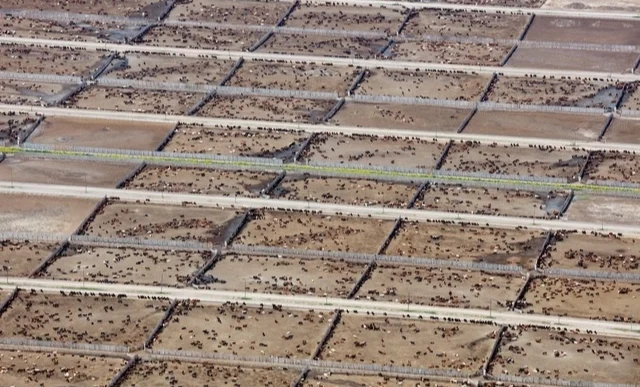 Endüstriyel hayvancılık küresel iklim hedeflerini tehdit ediyor