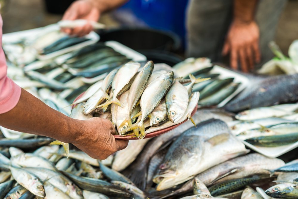 palamut bu yıl neredeyse yok: lüfer uçtu, hamsi ve sardalya tezgâhların kurtarıcısı oldu 6 Palamut Bu Yıl Neredeyse Yok: Lüfer Uçtu, Hamsi ve Sardalya Tezgâhların Kurtarıcısı Oldu