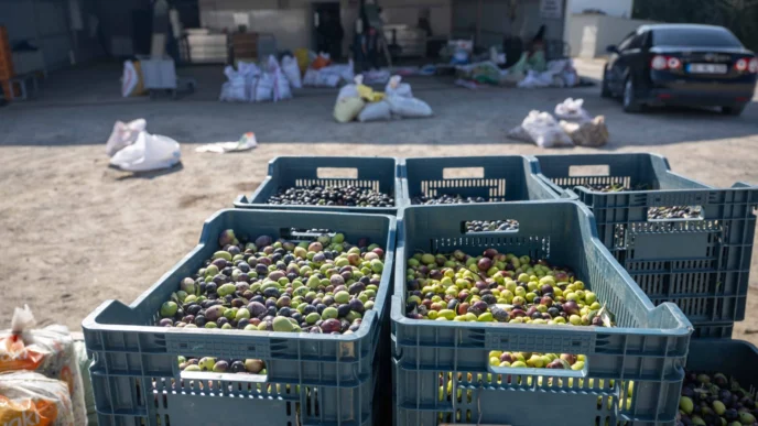 İzmir Bornova'da zeytin dalından sofraya ücretsiz ulaşım
