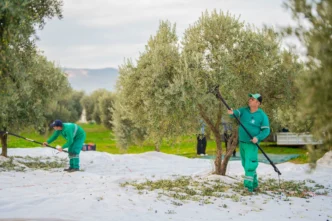 Muğla'da Milas Belediyesi zeytin hasadına başladı