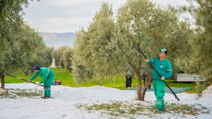 Muğla'da Milas Belediyesi zeytin hasadına başladı