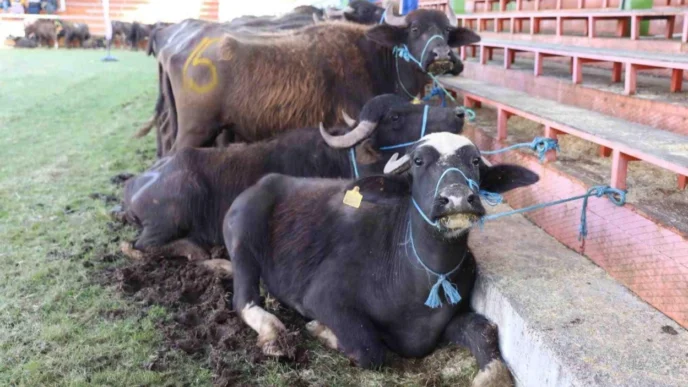 Yok oluyordu, şimdi hayat buluyor!