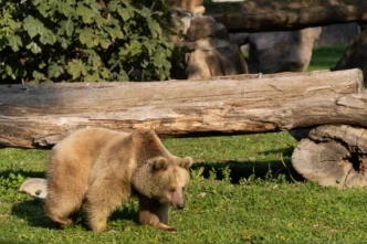 İzmir Doğal Yaşam'ın yeni sakinleri siyah jaguar ve boz ayı oldu