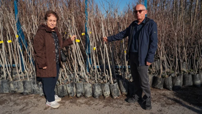 Kocaeli 3 bin 600 Trabzon hurması fidanı dağıtıyor