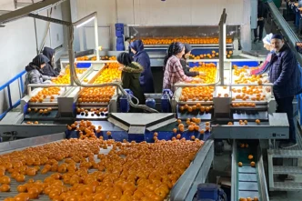 Mandalina ihracatı tarih yazıyor... 2023'ün rekorunu 2025'in 11 ayında kırdı