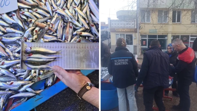 Bursa Orhaneli pazarında yasal boy altı istavritlere el konuldu