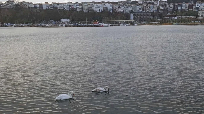 Şile Limanı’nda nadir görüntü... İki kuğu ilgi odağı oldu