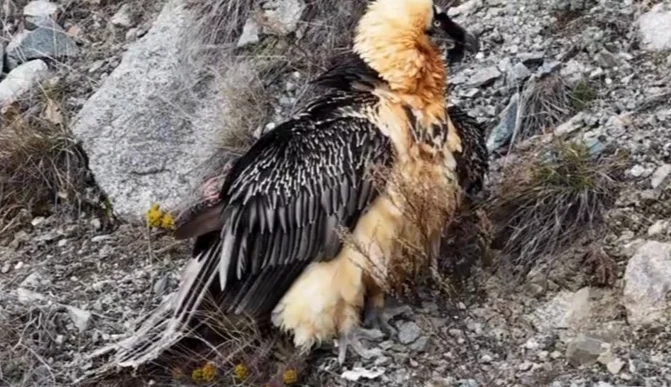 Artvin'de 'Sakallı Akbaba' yeniden doğaya salındı