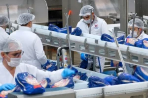 Et ve Süt Kurumu: Aksaklık yok.. Tüm teslimatlar Mart sonunda tamamlanacak