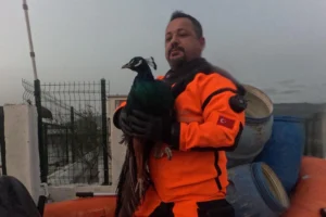 İzmir İtfaiyesi sessiz canlar için zamanla yarıştı