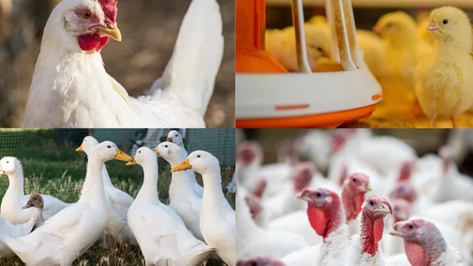 Kanatlı işletmelerinde biyogüvenlik kuralları güncellendi