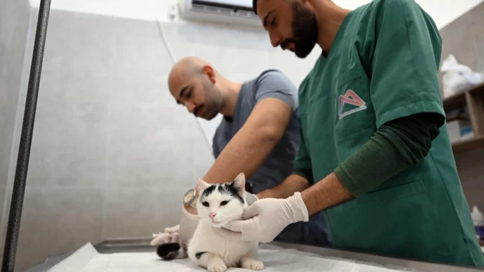 Kediler bu merkezde kısırlaştırılacak