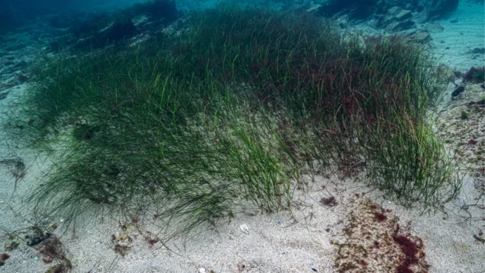 Prof. Dr. Mustafa Sarı'dan 'deniz çayırları' için acil önlem çağrısı!