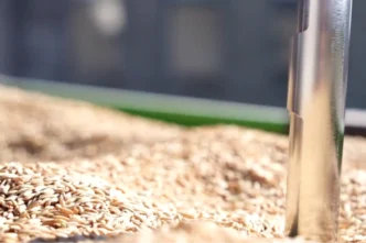 TMO’da çeltik alımları sürüyor