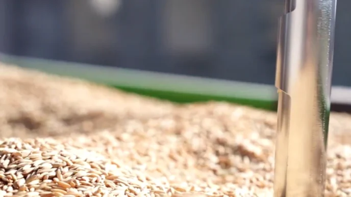 TMO’da çeltik alımları sürüyor