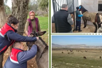Afrika at vebası için ülke genelinde tarama başlatıldı