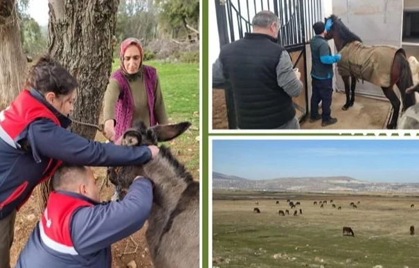 Afrika at vebası için ülke genelinde tarama başlatıldı