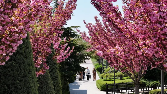 Bu manzara için Japonya'ya gitmenize gerek yok! Konya'da Sakura mevsimi başladı