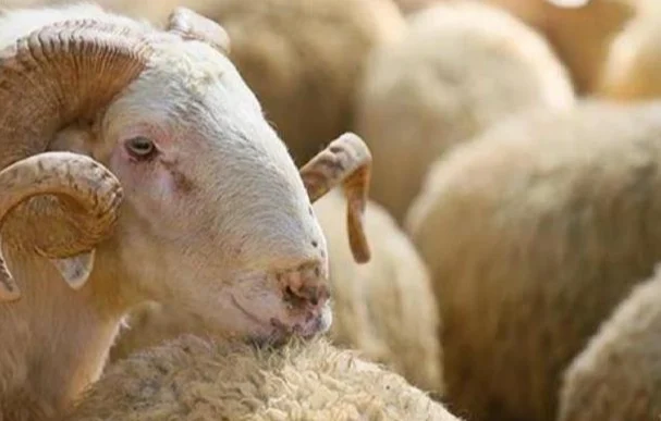 Kurban alırken nelere dikkat edilmeli?