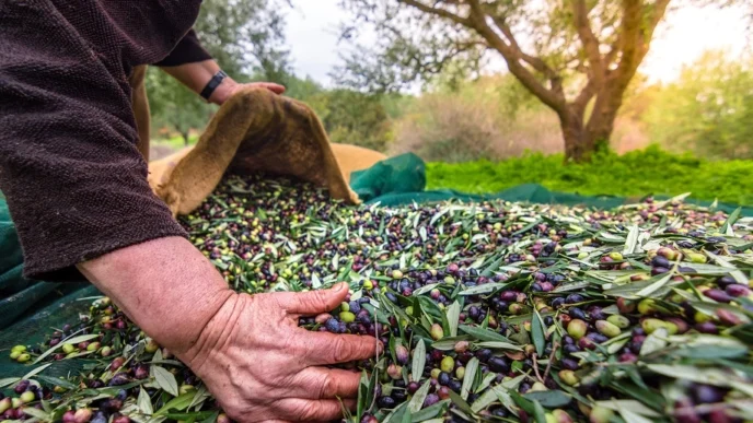 İzmir’de Uluslararası Zeytin Zirvesi... 13 ülkeden uzmanlar buluşuyor
