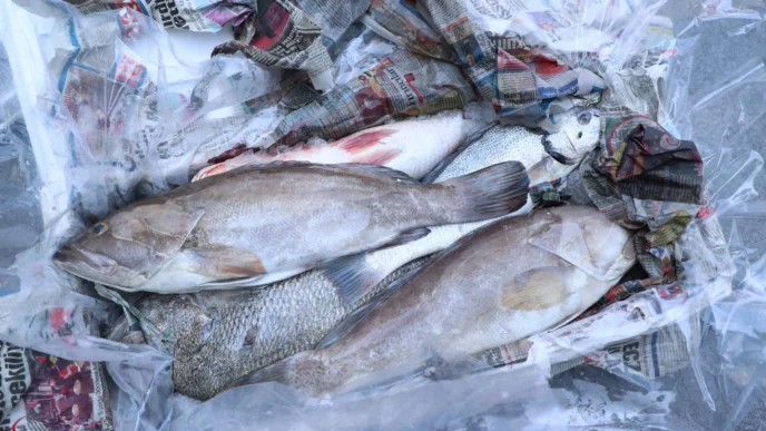  Antalya'da 260 kilo balığa el konuldu