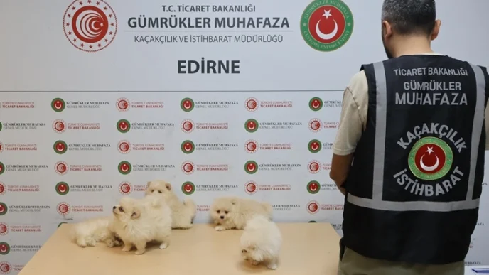 Kapıkule'de kaçakçılık operasyonu... 6 Pomeranian yavrusu ele geçirildi!