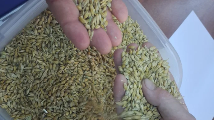 Keşan’da ilk arpa hasadı satıldı... İlk ürün 17,50 TL’den satıldı