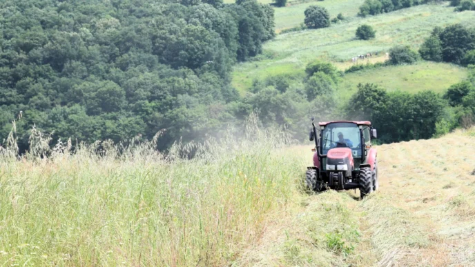 Kocaeli’de “süt otu” hasadı başladı
