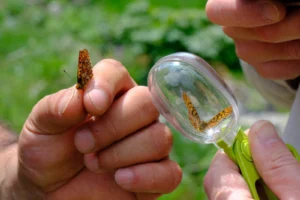 Kuzuyayla’nın zengin biyoçeşitliliği incelendi