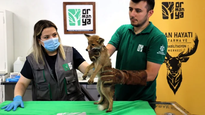 Yavru tilki Ormanya’da şifa buluyor