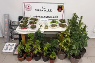 Bursa İnegöl’de kenevir ve yüklü miktarda esrar ele geçirildi