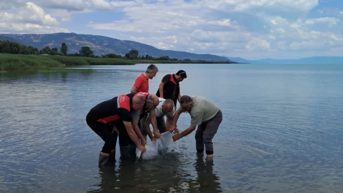 İznik Gölü'ne 2 bin 500 yayın balığı yavrusu bırakıldı