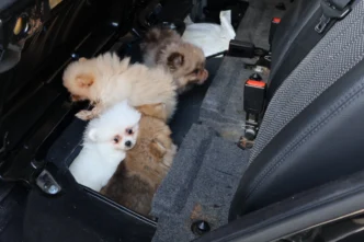 Kapıkule’de araçta gizlenen 5 yavru köpek ele geçirildi