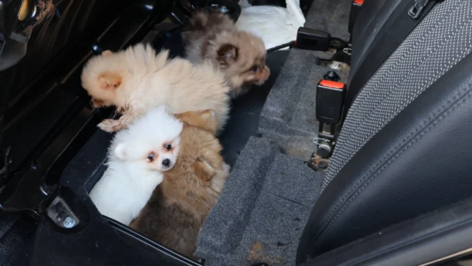 Kapıkule’de araçta gizlenen 5 yavru köpek ele geçirildi
